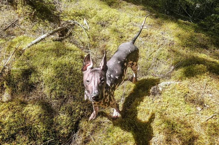 Un Xoloitzcuintle sur une surface gazonnée et regardant vers la caméra 