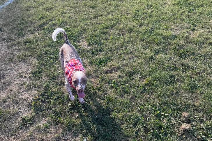 Un Xoloitzcuintle marchant sur une surface gazonnée et ayant la langue pendante 