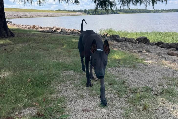 Un Xoloitzcuintle marchant sur des gravillons et portant un collier autour du cou