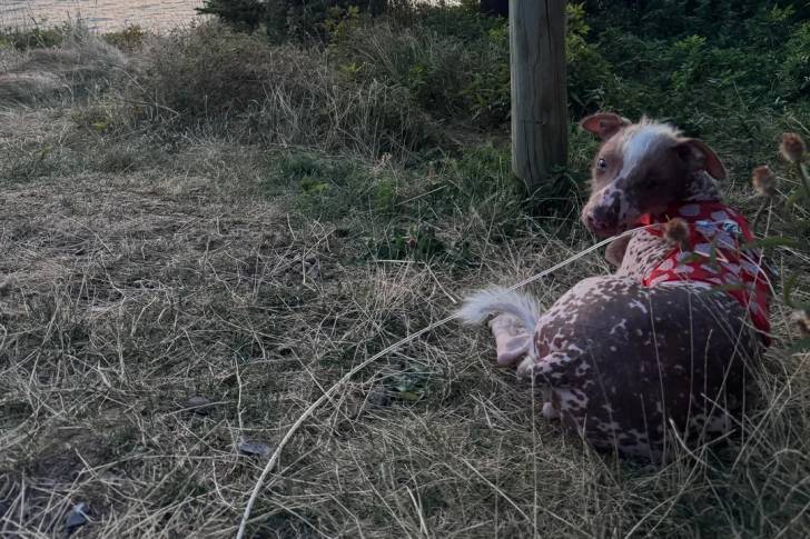 Un Xoloitzcuintle allongé sur une surface herbacée et portant un habit pour chien 