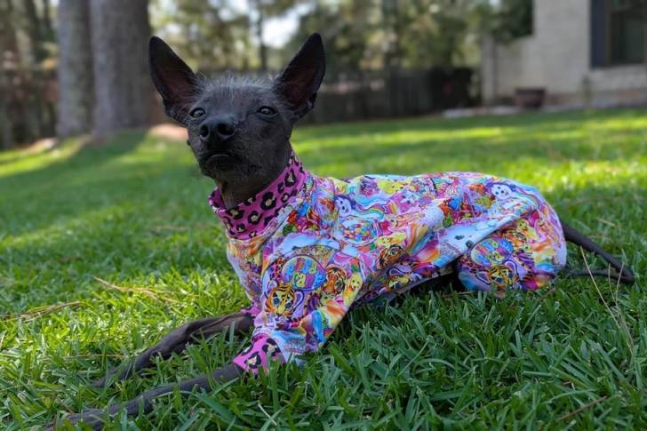 Un Xoloitzcuintle allongé sur une surface gazonnée et portant un habit pour chien 