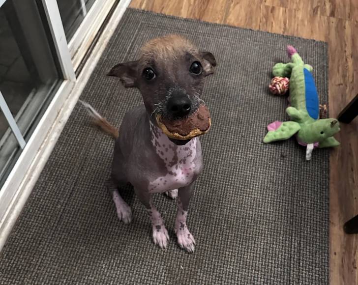 Un Xoloitzcuintle assis sur un tapis et ayant un gâteau dans sa gueule 