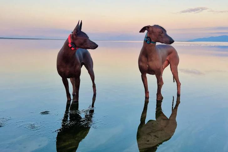 Deux Xoloitzcuintle sur une surface sableuse et portant tous deux un collier autour du cou
