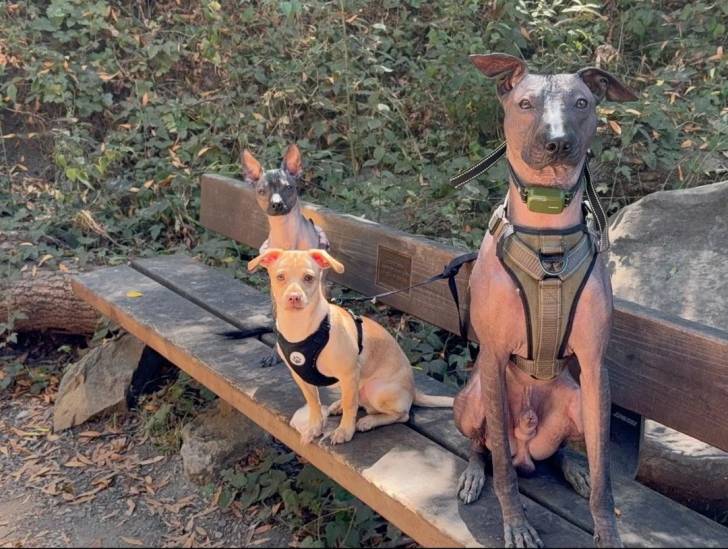 Trois Xoloitzcuintle assis sur un banc en bois et portant tous les trois un harnais