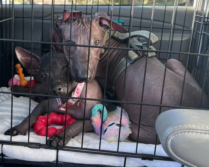 Deux Xoloitzcuintle allongé dans une cage et regardant tous deux vers la caméra 