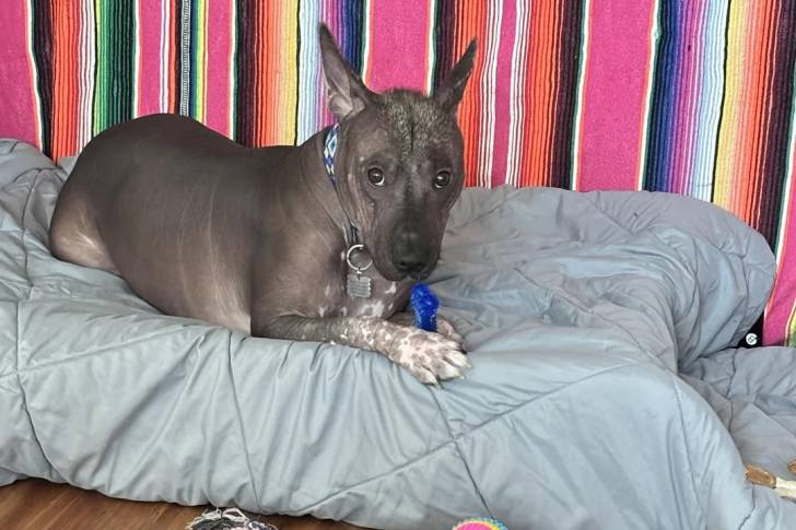 Un Xoloitzcuintle allongé sur un lit pour chien et portant un collier autour du cou