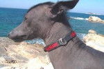 Chien Nu Mexicain - Xoloitzcuintle