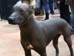 Le chien nu Mexique - Xoloitzcuintle