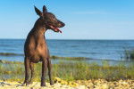 Photo Xoloitzcuintle