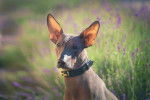 Photo Xoloitzcuintle