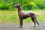 Photo Xoloitzcuintle