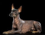 Photo Xoloitzcuintle