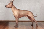 Un Xoloitzcuintle en position statique