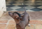 Photo Xoloitzcuintle