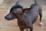 Photo Xoloitzcuintle