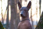 Photo Xoloitzcuintle