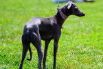 Photo Xoloitzcuintle