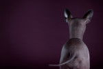 Photo Xoloitzcuintle