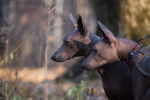 Photo Xoloitzcuintle