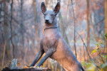 Un Xoloitzcuintle en appui sur un tronc d'arbre coupé