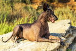 Un Xoloitzcuintle allongé sur un rocher
