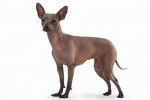 Un Xoloitzcuintle en position statique sur fond blanc