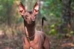 Photo Xoloitzcuintle