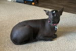 Un Xoloitzcuintle allongé sur une moquette et portant un collier autour du cou