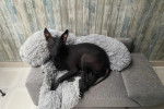 Un Xoloitzcuintle allongé sur un lit pour chien et regardant vers la caméra 