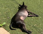 Un Xoloitzcuintle allongé sur une surface gazonnée 
