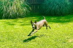 Un Xoloitzcuintle courant sur une surface gazonnée 