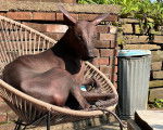 Un Xoloitzcuintle allongé sur une chaise en rotin 