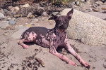 Un Xoloitzcuintle allongé sur une surface sableuse
