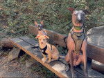 Trois Xoloitzcuintle assis sur un banc en bois et portant chacun un harnais