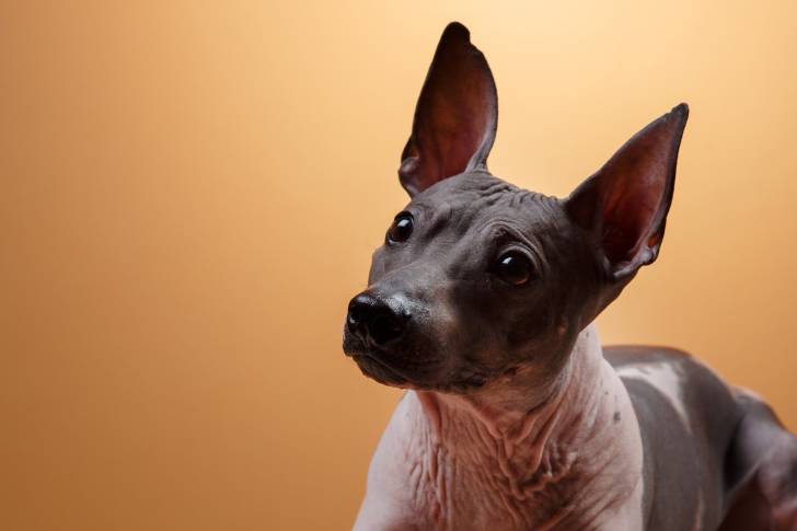 Photo Xoloitzcuintle