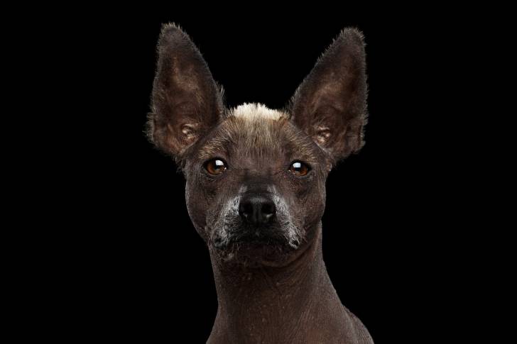 Photo Xoloitzcuintle