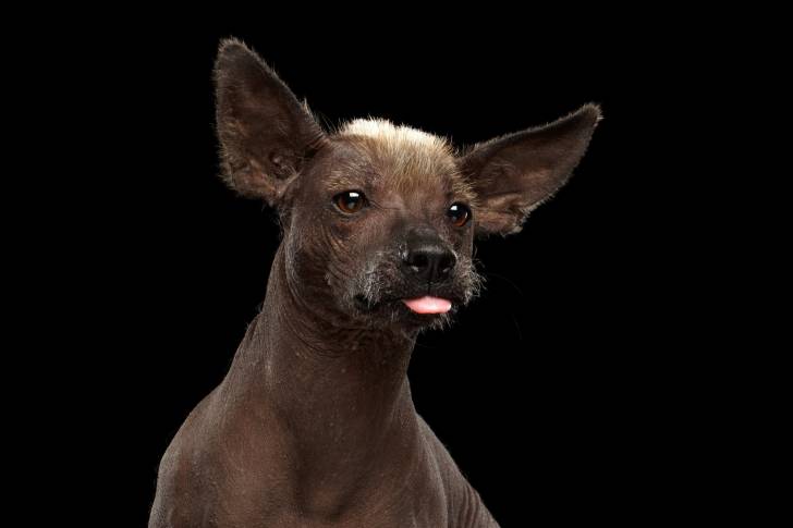 Photo Xoloitzcuintle
