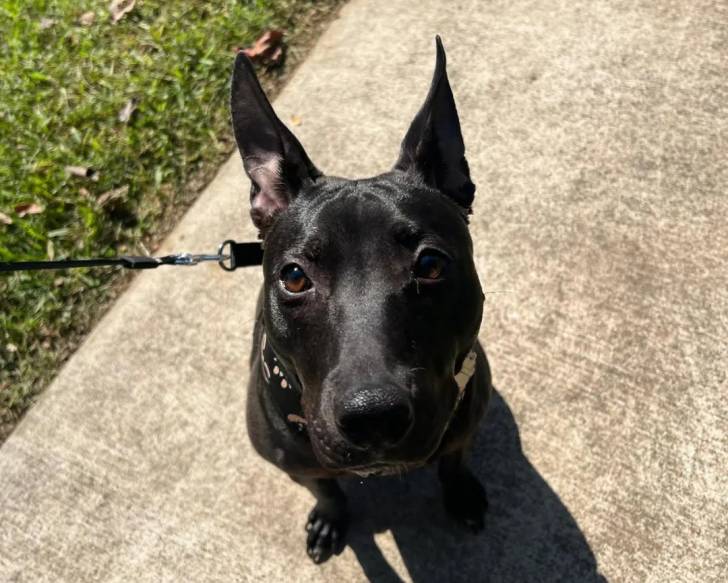 Un Xoloitzcuintle assis sur une surface bétonnée et qui est tenu en laisse 