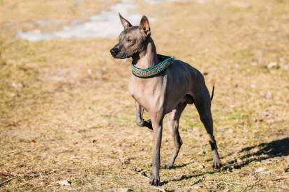 Les chiens qui ont peu de poils