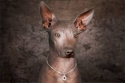Tête d'un Xoloitzcuintle avec une médaille autour du cou