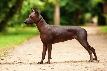 Un Xoloitzcuintle qui se tient au milieu d'un sentier de terre