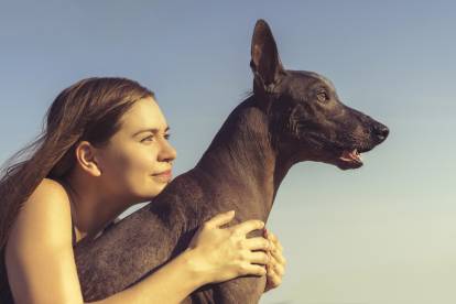 Un Xoloitzcuintle assis dans les bras de sa maitresse 
