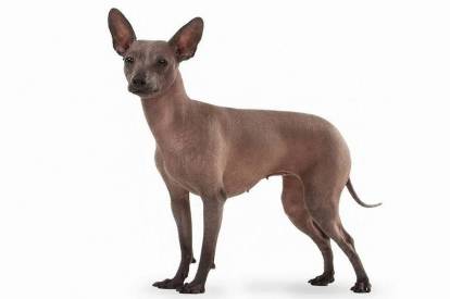Un Xoloitzcuintle en position statique sur fond blanc