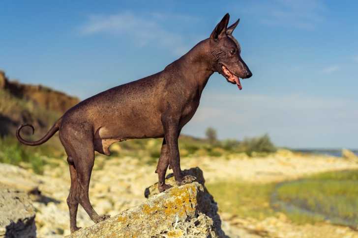 Photo Xoloitzcuintle
