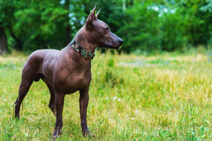 Photo Xoloitzcuintle