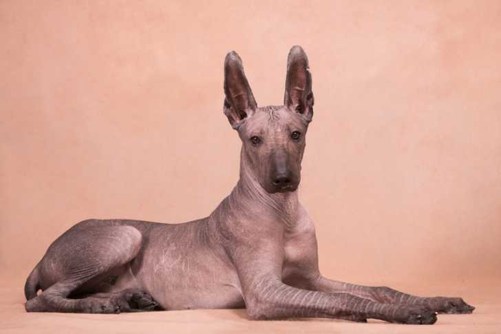 Un Xoloitzcuintle allongé lors d'une séance photo