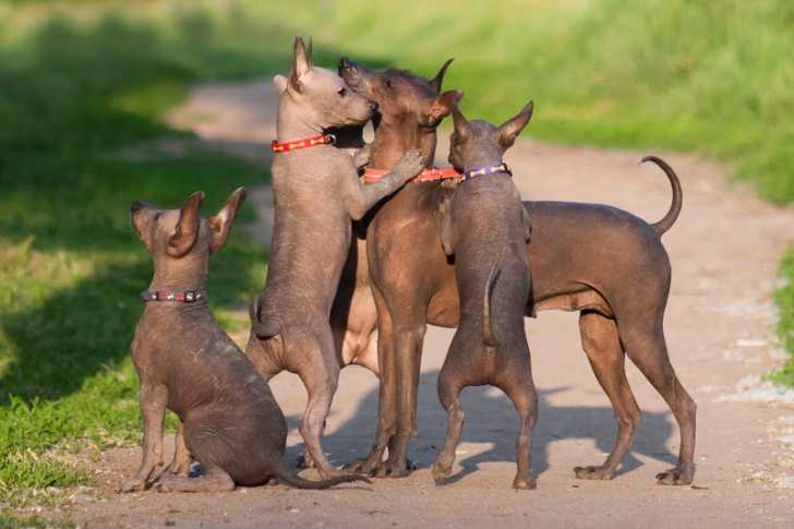 Des chiots Xoloitzcuintle qui jouent avec leur mère