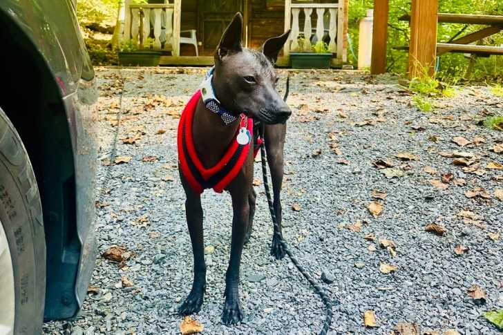 Un Xoloitzcuintle sur des gravillons et qui est tenu en laisse 