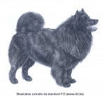 Chien Suédois de Laponie - Chien Suédois de Laponie