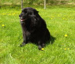 Photo Chien Suédois de Laponie